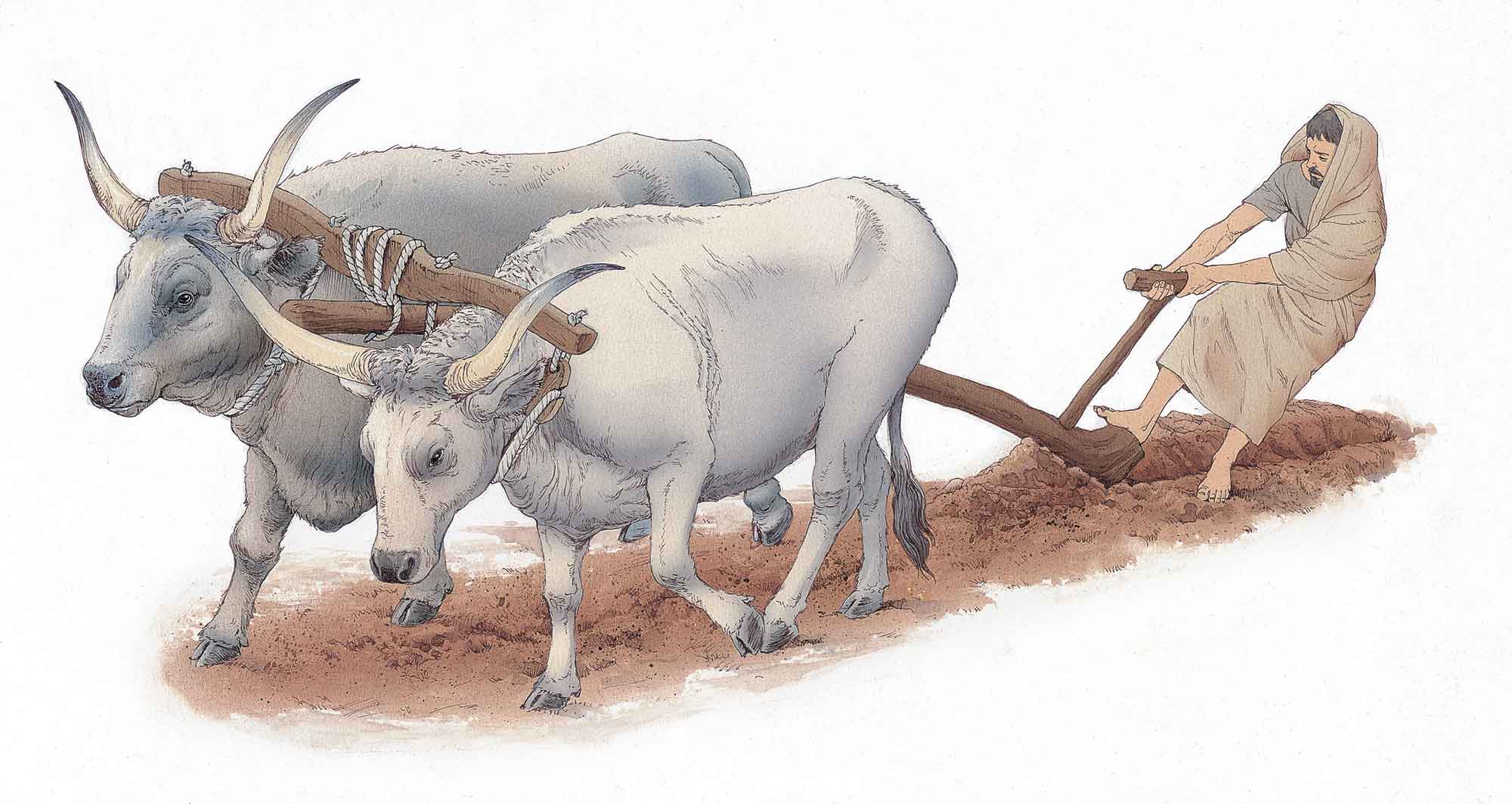 Romolo traccia il solco primigenio con toro e vacca-inklink-musei-simone-boni